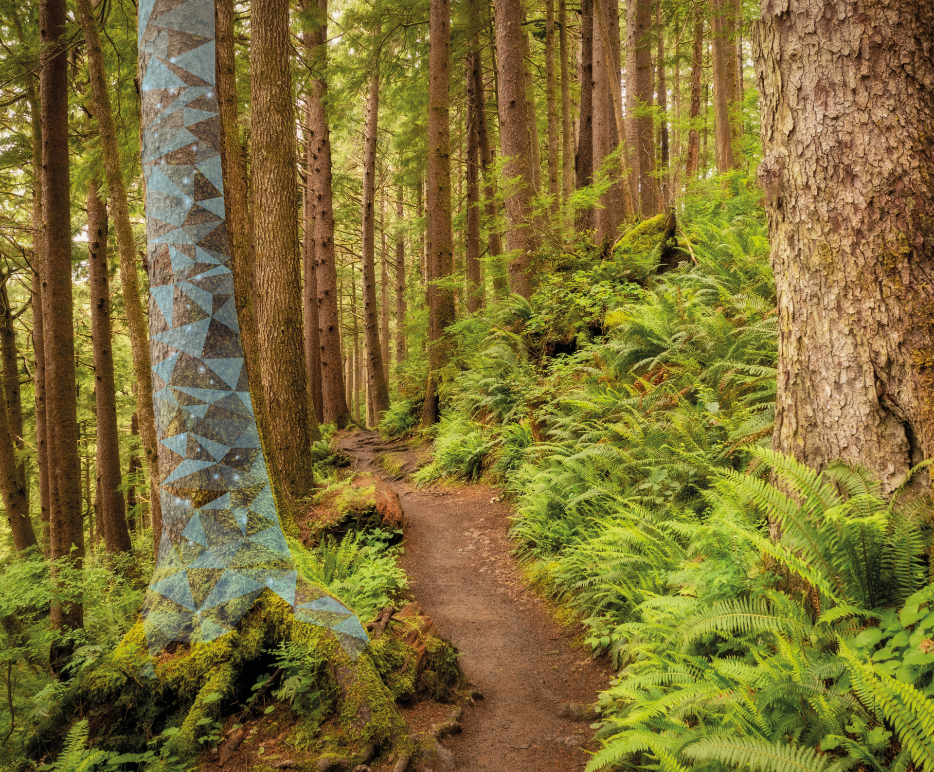 Tree Adds ADD-TREES - Net Zero Plus